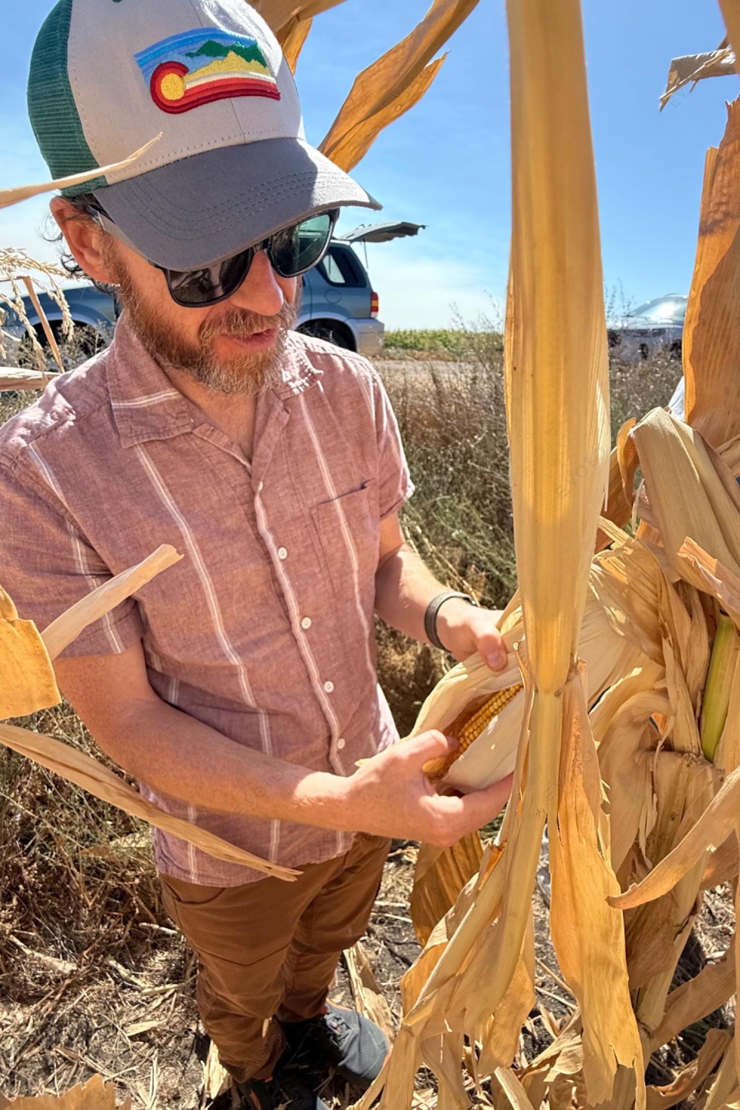 Man wearing baseball cap looks at ear of corn on corn stalk