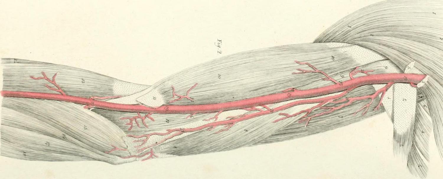 arteries