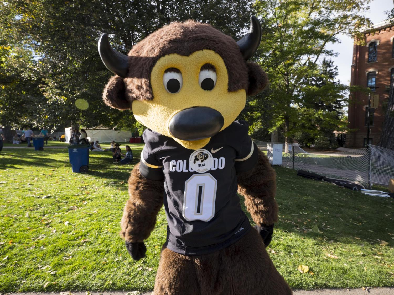 Chip the Buffalo in his Colorado Buffaloes jersey