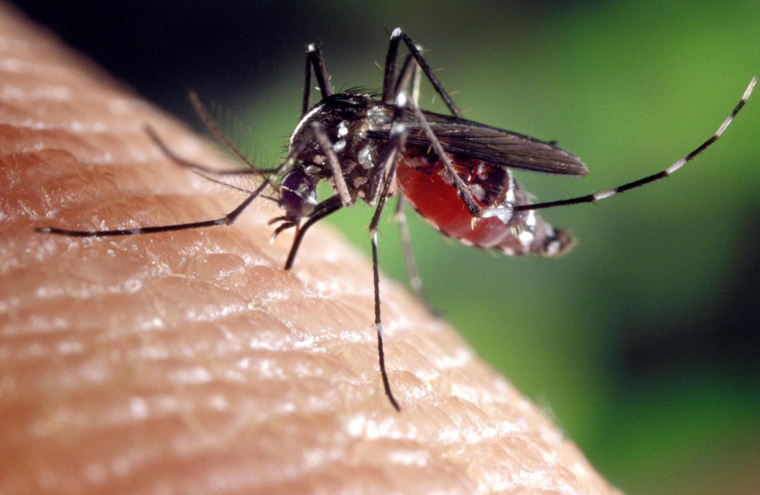 Mosquito on someone's hand