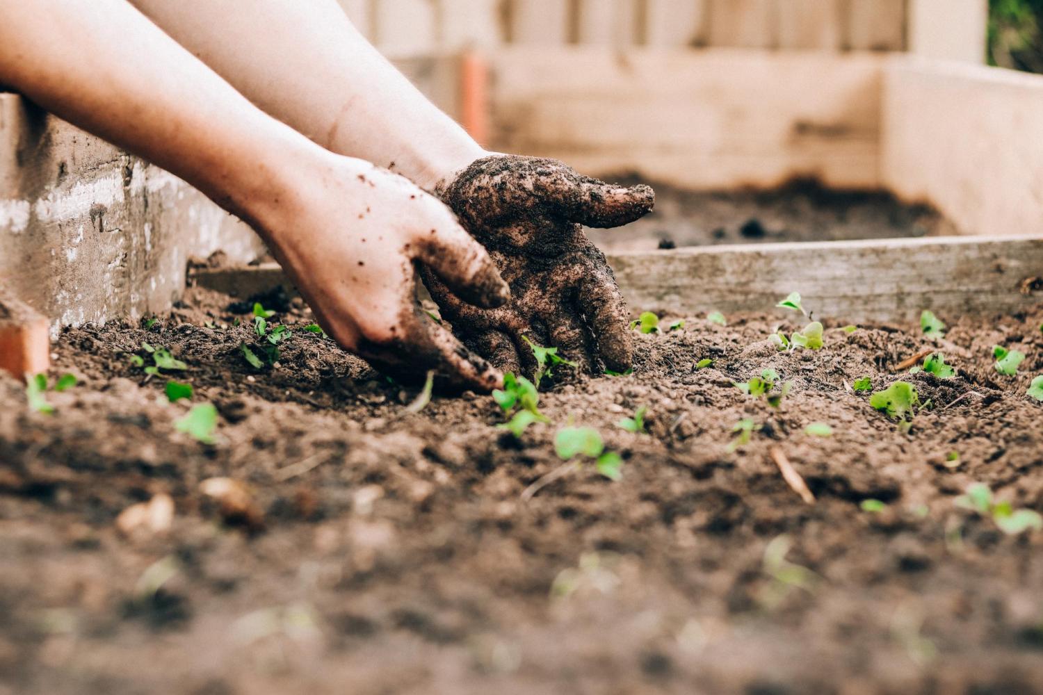 person working in garden bed