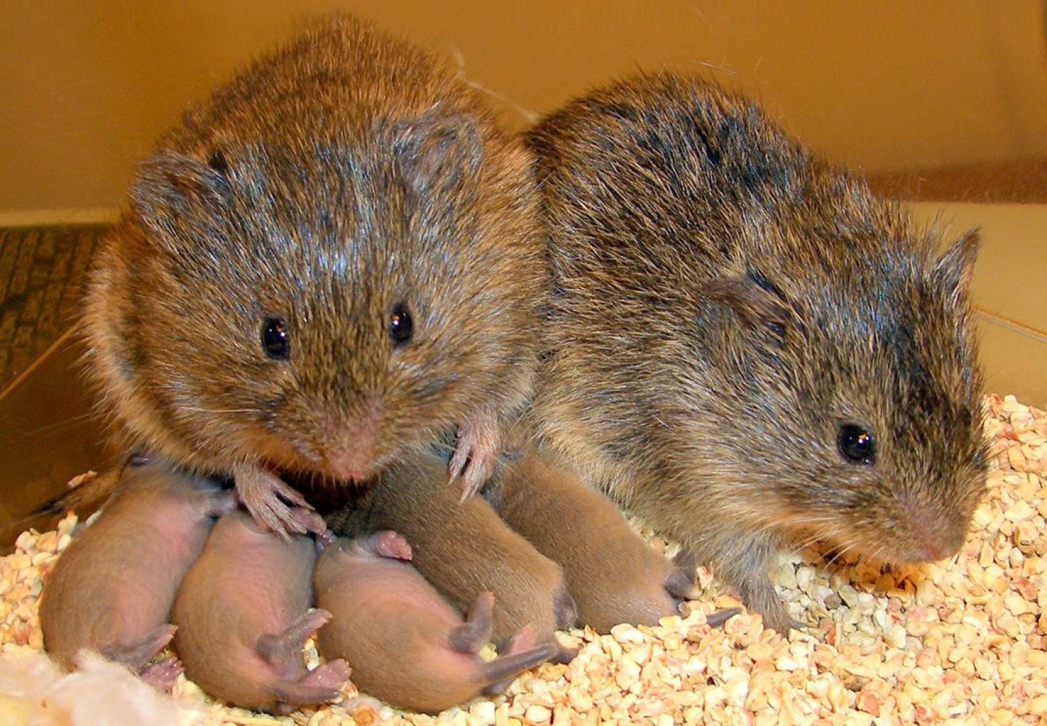Prairie voles