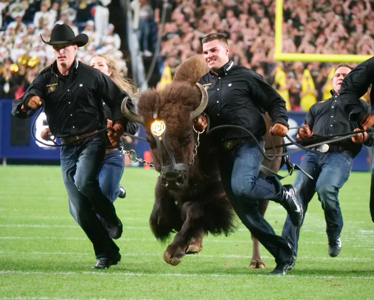 Ralphie running on Folsom Field