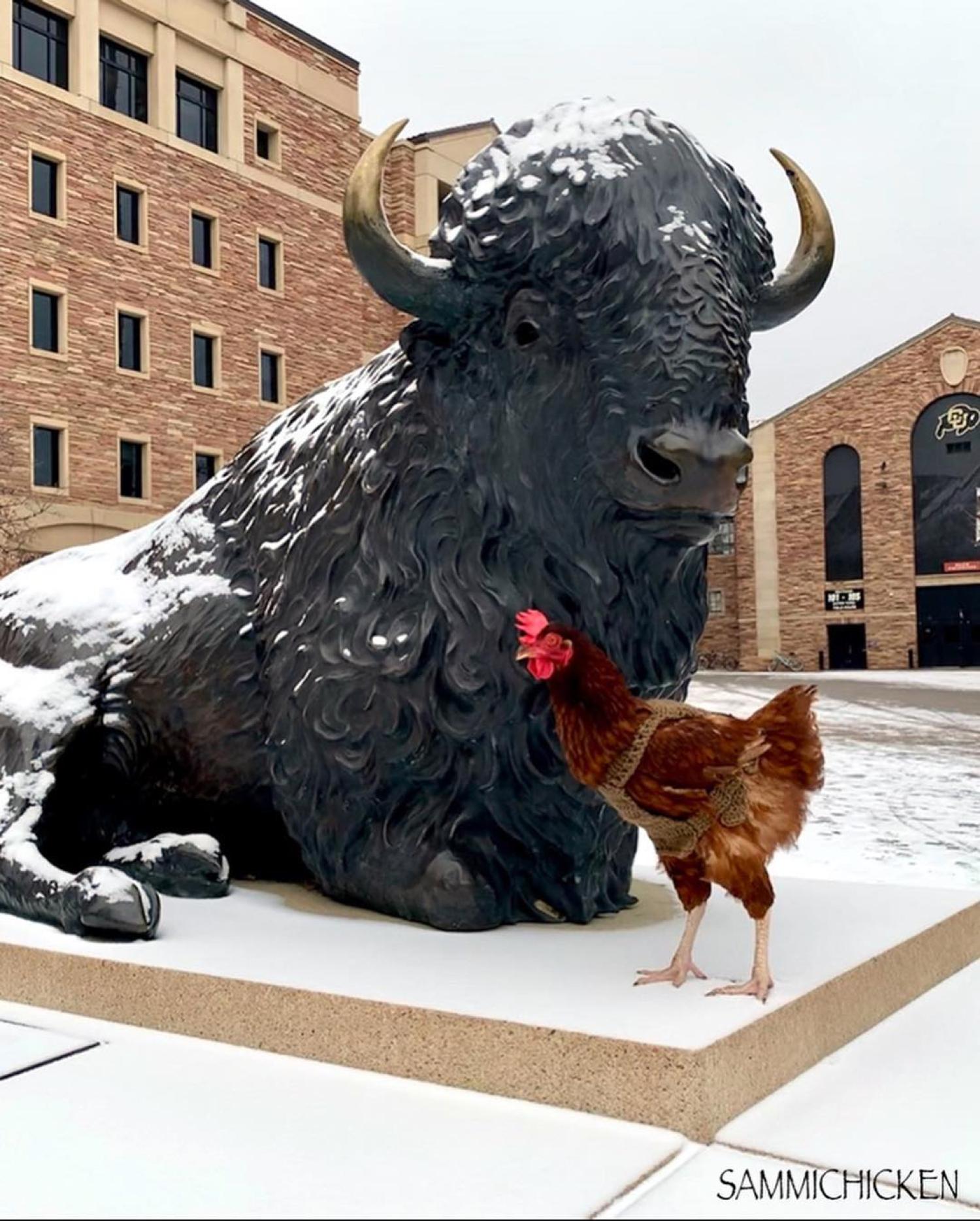 Sammi Chicken on campus in front of Ralphie statue