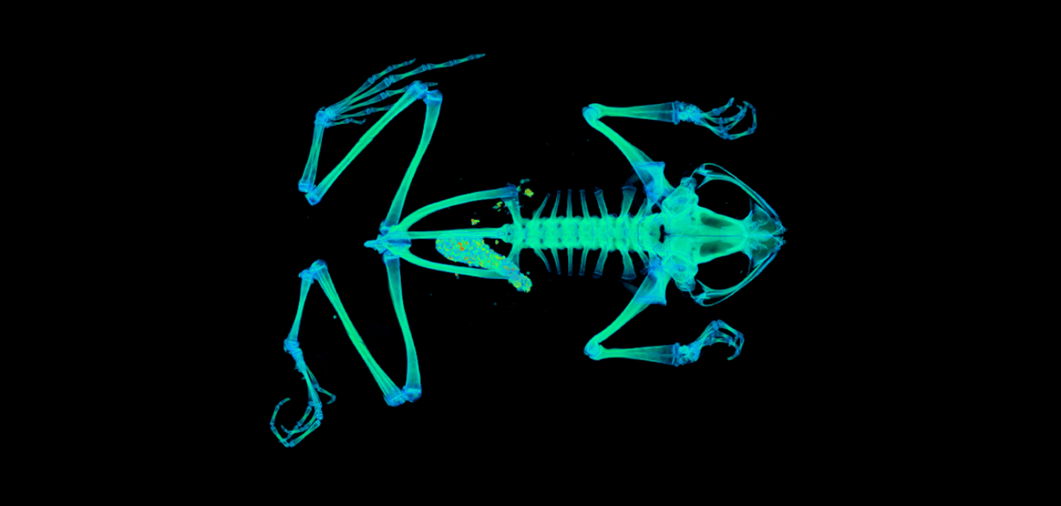 CT scan of a Túngara frog. (Credit: UCM 41333 Engystomops pustulosus)