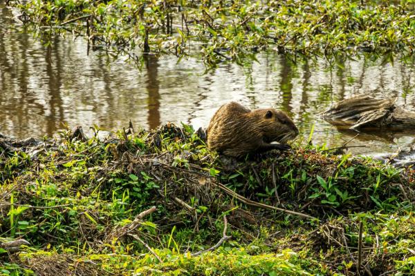 Beaver