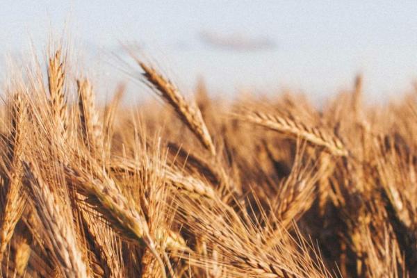 A wheat field