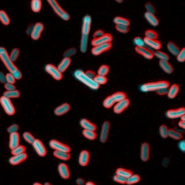 fluorescent bacteria