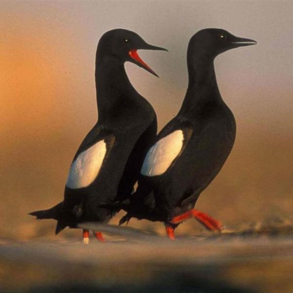 a pair of black guillemot birds