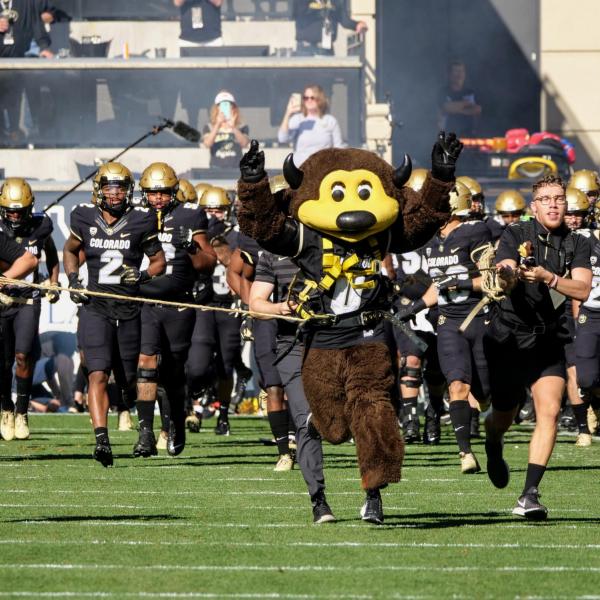 Chip and his team of handlers lead the Colorado Buffaloes football team onto the field against Stanford on Saturday, Nov. 9, 2019. (Photo by Glenn Asakawa/University of Colorado)