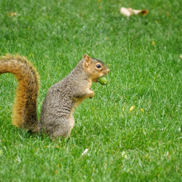 A squirrel gathers an acorn during the first snow of the fall 2020 semester on the CU Boulder campus. (Photo by Glenn Asakawa/University of Colorado)