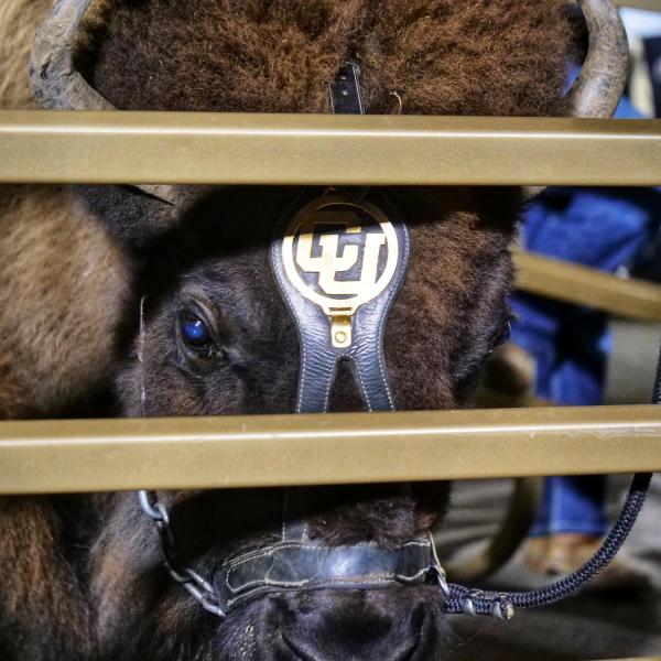 Ralphie V is seen during ceremonies honoring her on Saturday, Nov. 23, 2019. (Photo by Glenn Asakawa/University of Colorado)