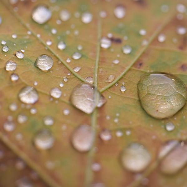 Water droplets on a golden autumn leaf