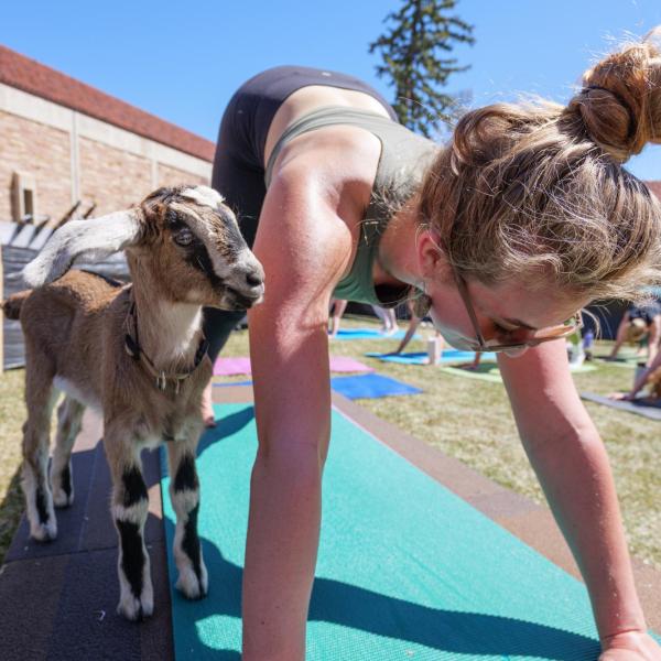 Chloe Albright, a second year ENVD major, has an attentive goat by her side while leading a yoga class. (Photo by Glenn J. Asakawa/University of Colorado)