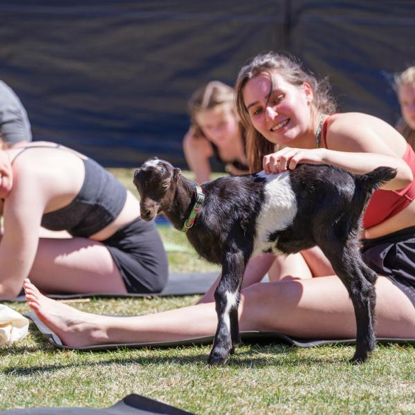 A goat becomes the center of attention during a yoga class. (Photo by Glenn J. Asakawa/University of Colorado)