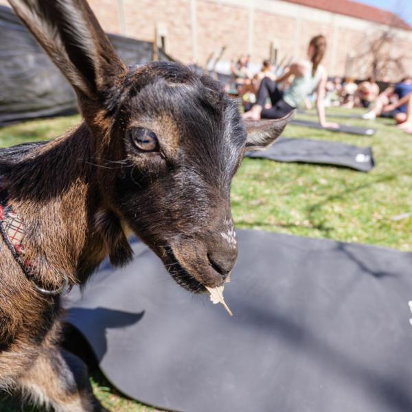 A goat watches participants and chomps on a dried leaf during a goat yoga class. (Photo by Glenn J. Asakawa/University of Colorado)