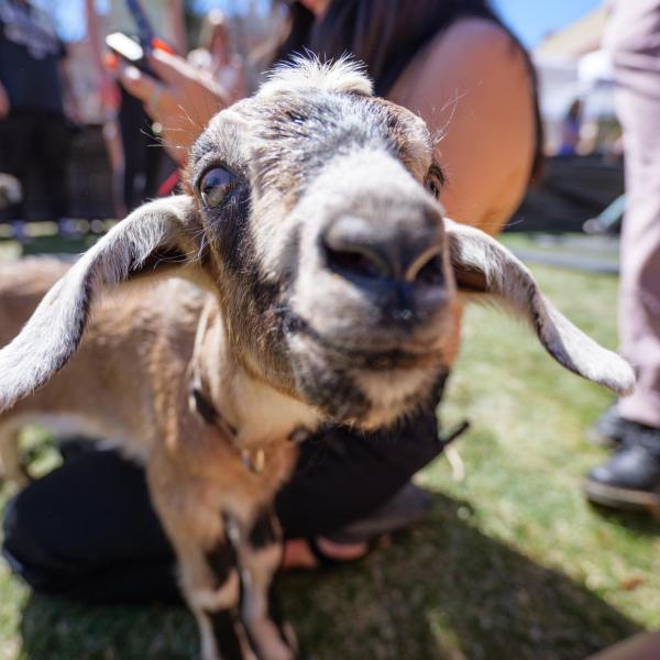 A goat shows its curiosity during a Goat Yoga class outside the Rec on April 11. (Photo by Glenn J. Asakawa/University of Colorado)