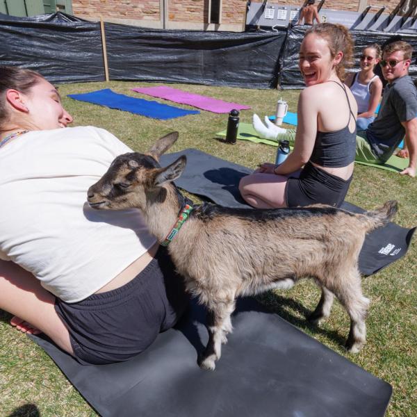 A goat enjoys the company of a yoga class participant. (Photo by Glenn J. Asakawa/University of Colorado)