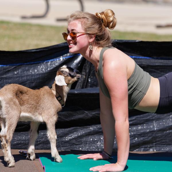 Chloe Albright, a second-year ENVD major, up close with an attentive goat while leading a yoga class.
