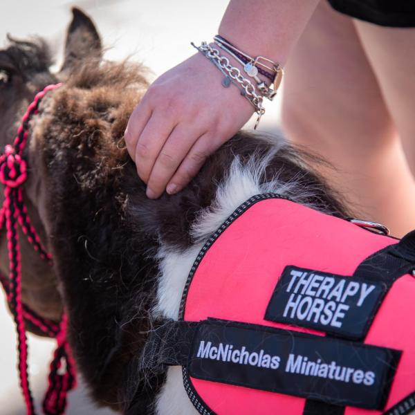A miniature horse shows her official therapy vest. (Zach Ornitz/University of Colorado)