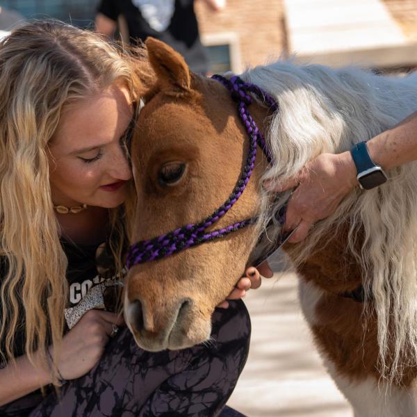 Frances Hamilton, a junior, interacts with Love Bug, an 8-year-old miniature horse. (Zach Ornitz/University of Colorado)