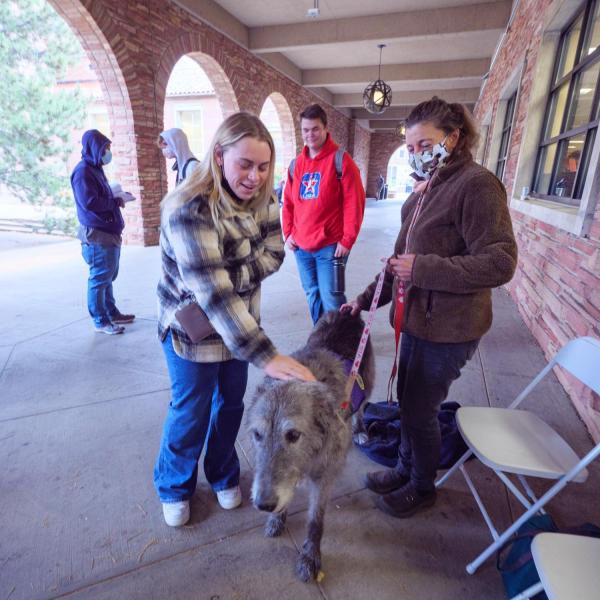 A student pets a therapy dog during the Health Hut event, part of the 2021 Health and Wellness Summit on the CU Boulder campus. (Photo by Glenn Asakawa/University of Colorado)