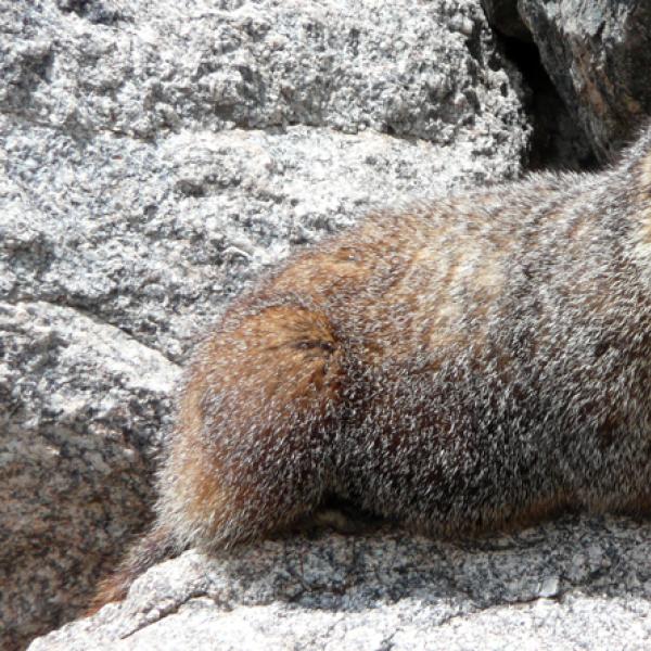 To survive harsh winters at high elevations, yellow-bellied marmots (Marmota flaviventris) hibernate underground for up to 8 months per year. (Credit: McCain Lab)