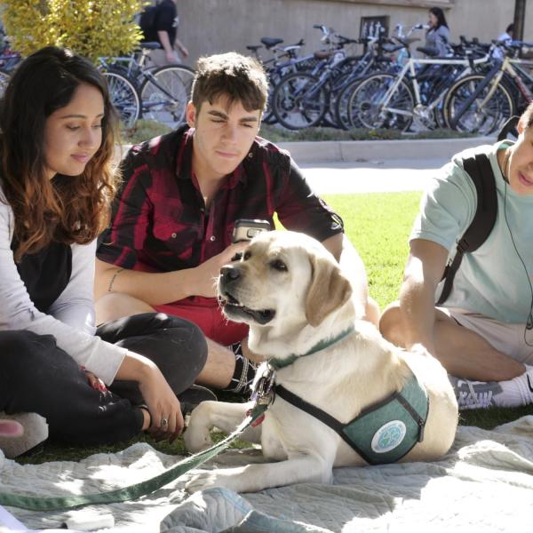 Students pet dog at the first-ever CU Boulder dog café