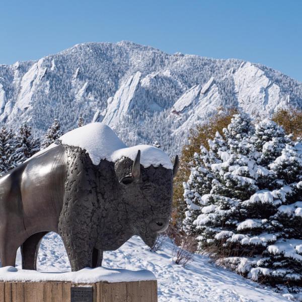 Ralphie sculpture by the CU Events Center after a snowstorm on Oct. 30, 2019. (Photo by Glenn Asakawa/University of Colorado)