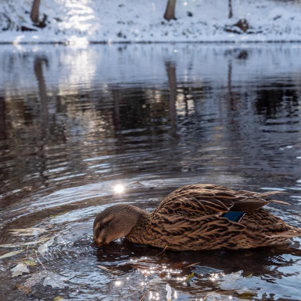 A duck takes a dip in the chilly waters of Varsity Lake following a snow storm on Oct. 29, 2019. (Photo by Patrick Campbell/University of Colorado)