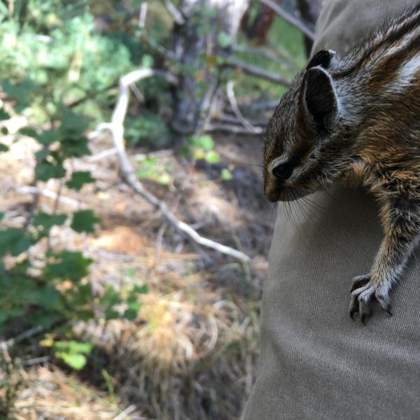 As its name suggests, the least chipmunk (Tamias minimus) is the smallest known chipmunk. (Credit: McCain Lab)