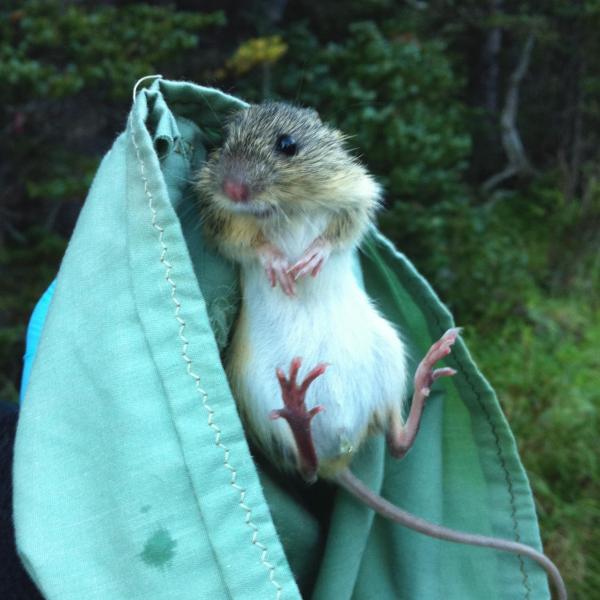 Researchers weigh and collect other data on a western jumping mouse (Zapus princeps) before letting it go. (Credit: McCain Lab)