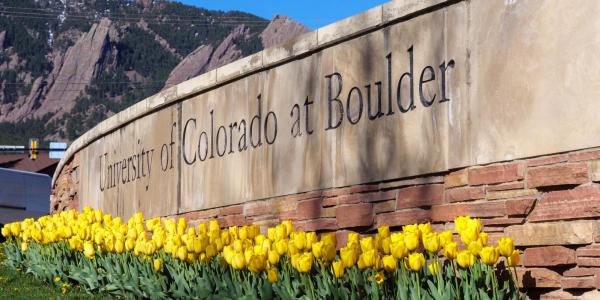 Yellow tulips in front of a University of Colorado Boulder sign