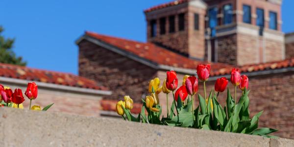 Red and yellow tulips in front of a campus building