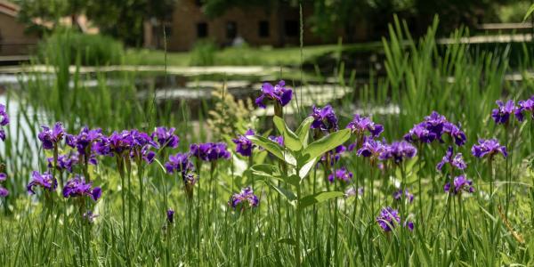 Purple flowers near a pond on campus