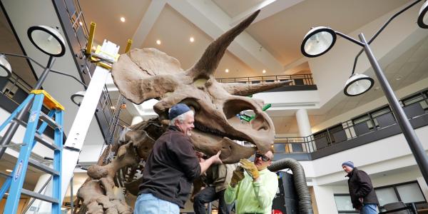 A plaster cast of a life-size Triceratops being installed in the lobby of a building. 