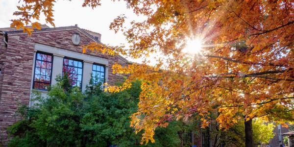 Sun peaking through golden leaves on campus