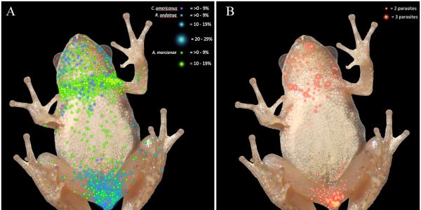 illustrations showing infection in frogs
