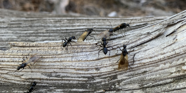 Ants in Gregory Canyon