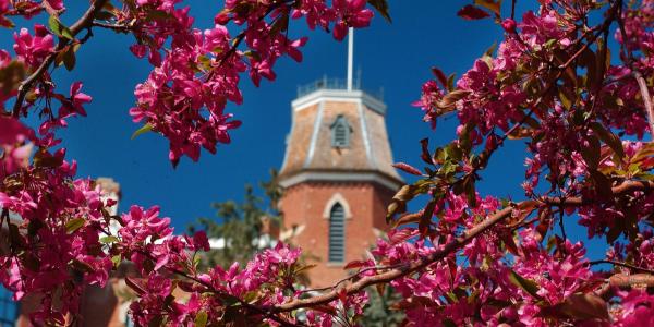 Old Main building framed in pink blossoms
