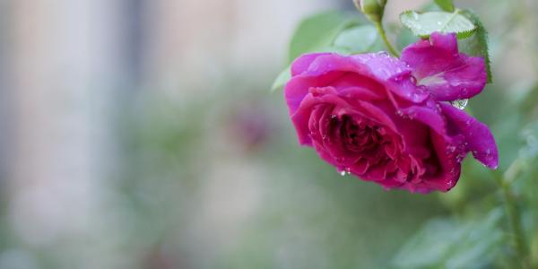 Rose in the Shakespeare Gardens on campus