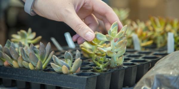 person picking up a small succulent at a Health and Wellness Services event