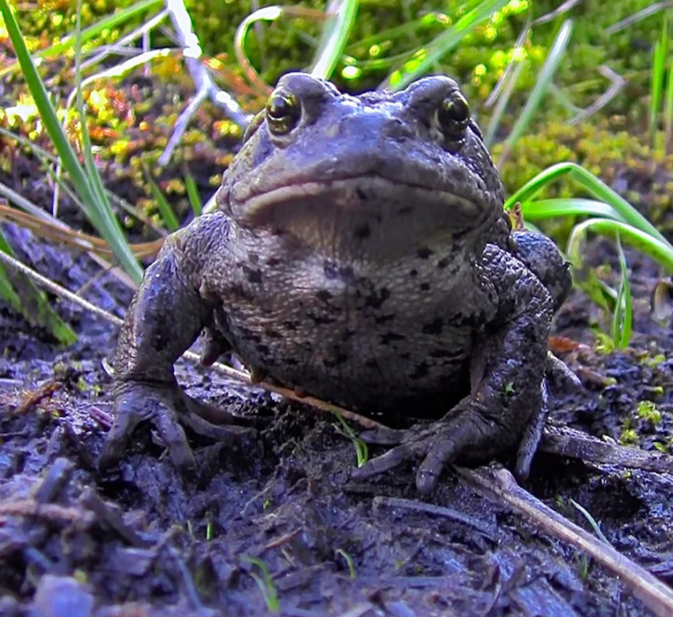 an adult boreal toad