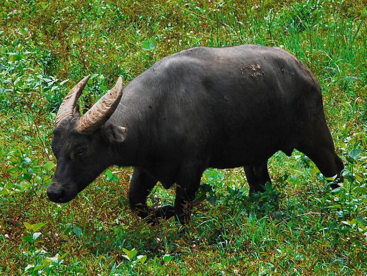 A tamaraw runs across a field