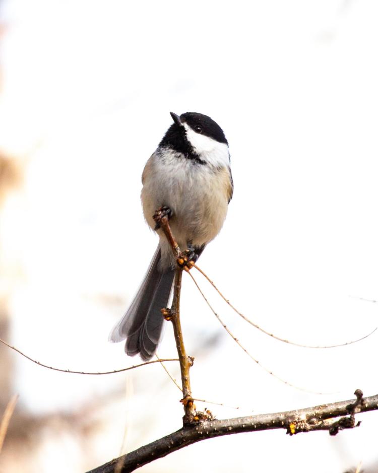 Black-capped chickadee