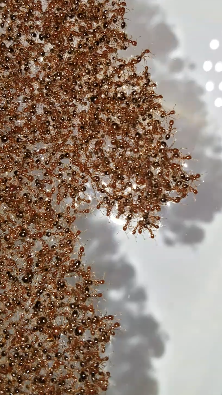 Ants in an ant raft