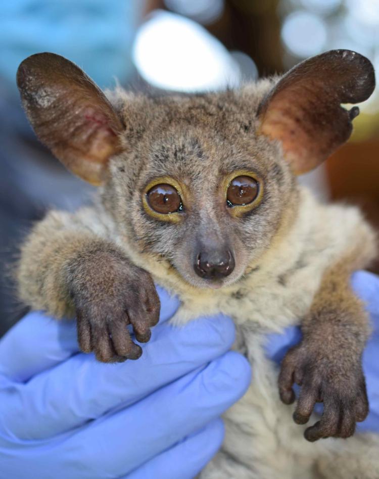 Human holds bushbaby