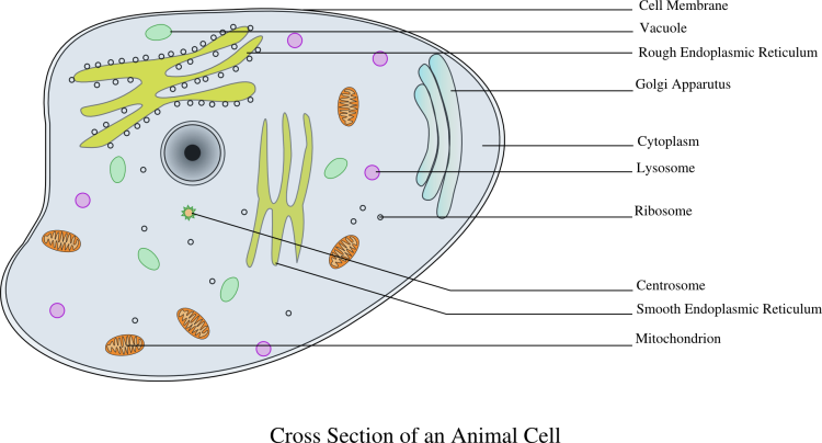 Classic image of a cell
