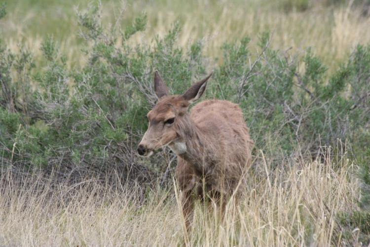 A dear in Chaco Canyon