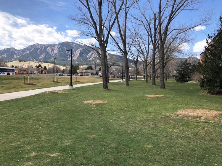 Double row of infected cottonwood trees on Main Campus